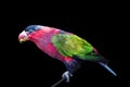 Parrot, colorful bird wildlife isolated background,zoo tropical animal exotic