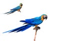 Parrot Royalty Free Stock Photo