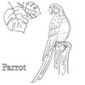 Parrot coloring pages for children EPS 10