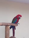 Parrot Royalty Free Stock Photo