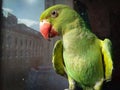 Parrot: A copycat who does not understand the words or acts being imitated