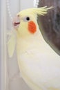 Parrot corella with feather in neb. Bird moult concept.