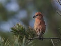 Parrot crossbill Loxia pytyopsittacus