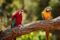 Parrot at Currumbin Wildlife Park