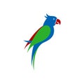 Parrot design colorful vector unique