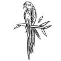 Parrot doodle hand drawn coloring page. Cartoon abstract animal in scandinavian style. Wild rainforest animal. Grass branches with Royalty Free Stock Photo