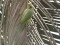 Parrot on a dry coconut tree leaf Royalty Free Stock Photo