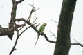 Parrot on the dry tree branch