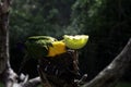 Parrot eating apple