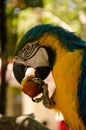 Parrot eating fruit Royalty Free Stock Photo