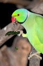 Parrot eating green chilly Royalty Free Stock Photo