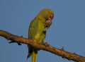 Parrot when eating in the morning