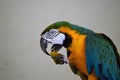 Parrot eating papaya