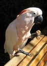 Parrot eating a piece of bread Royalty Free Stock Photo