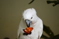 Parrot eating papaya Royalty Free Stock Photo