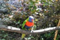 Parrot eats bird colors animal