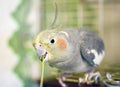 Parrot eats green grass Royalty Free Stock Photo