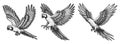Parrot engraving set raster collection Royalty Free Stock Photo