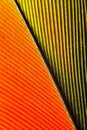 Parrot feather close-up Royalty Free Stock Photo