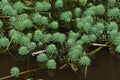 Parrot Feather Watermilfoli in the pond.