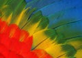 Parrot feathers Royalty Free Stock Photo