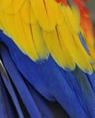 Parrot Feathers Royalty Free Stock Photo