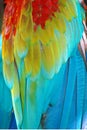 Parrot feathers