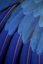 Parrot feathers Royalty Free Stock Photo