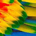 Parrot feathers yellow red and blue feathers Royalty Free Stock Photo