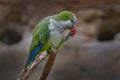 Parrot feeding fruit. Monk parakeet, Myiopsitta monachus, in the nature habitat. Green white parrot sittig on the branch near the Royalty Free Stock Photo