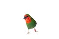 Parrot finch with a red head of a small green exotic bird. Royalty Free Stock Photo