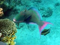 Parrot fish being cleaned