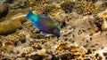 Parrot Fish Royalty Free Stock Photo