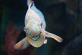 Grinning Parrot Fish Royalty Free Stock Photo