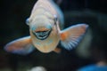 Parrot Fish fused teeth make a beak Royalty Free Stock Photo