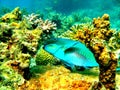 Parrot fish on the Great Barrier Reef Queensland Australia Royalty Free Stock Photo