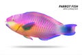 Parrot fish isolated on white background. Parrotfish with cut out. Clipping path