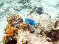 Parrot fish Royalty Free Stock Photo
