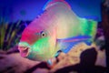 Parrot Fish Royalty Free Stock Photo