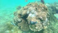 Parrot fish, perch, carp swim around the bright colorful coral r