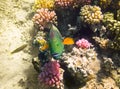 Parrot fish. Red Sea. Egypt Royalty Free Stock Photo