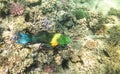 Parrot fish. Red Sea. Egypt Royalty Free Stock Photo