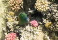 Parrot fish. Red Sea. Egypt Royalty Free Stock Photo