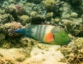 Parrot fish. Red Sea. Egypt Royalty Free Stock Photo