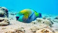 Parrot fish in Red sea