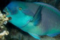 Parrot fish , red sea , eilat Royalty Free Stock Photo