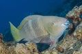 Parrot fish , red sea , eilat Royalty Free Stock Photo