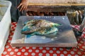 Parrot fish on a scale at a fish market, with red and white tablecloth underneath Royalty Free Stock Photo