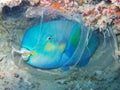Parrot fish sleeping inside the cocoon underwater during a night dive on a coral reef