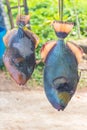 Parrot fish sold on the road Royalty Free Stock Photo